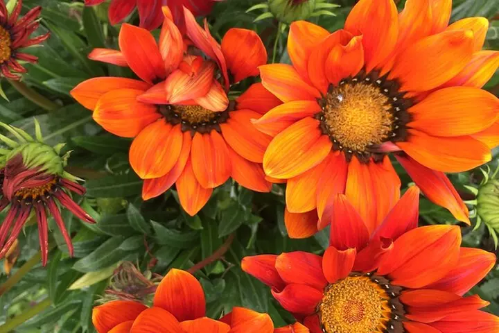 Discover Santa Monica's Lush Gardens, Trees & Neighborhoods - Primary Image