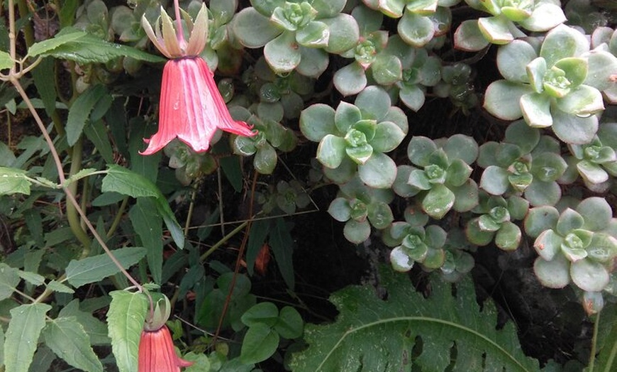 Image 11: Senderismo en el cañón de Cuevas Negras en Tenerife