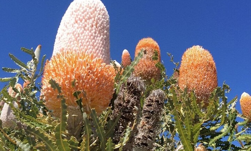 Image 4: Pinnacles Day Tour