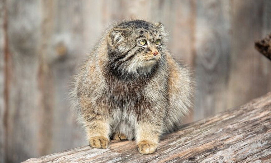 Image 7: Berlin Tierpark Ohne Anstehen Tickets und Individualverkehr