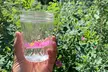Create Energetic Flower Essences and Reconnect with Nature - Second Medium