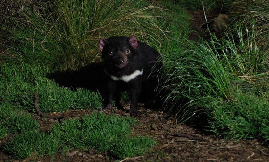 Image 3: After Dark Tasmanian Devil Feeding Tour at Cradle Mountain