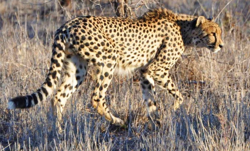 Image 4: ✈ AFRIQUE DU SUD | De Cap Town à Johannesburg - Acacia Afrique du S...