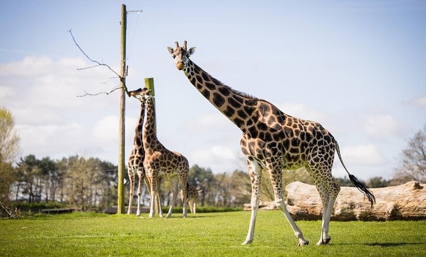 Image 4: Private Full Day Tour to Longleat Safari Park and Historic Bath