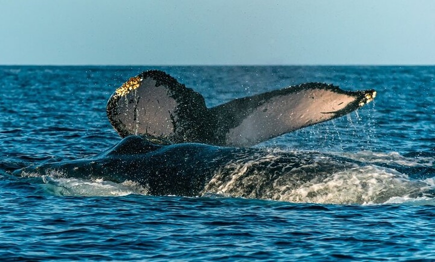 Image 16: Maui Eco-Raft Tour: Hawaiian Cultural Whale Tour (*New)