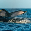 Image 16: Maui Eco-Raft Tour: Hawaiian Cultural Whale Tour (*New)