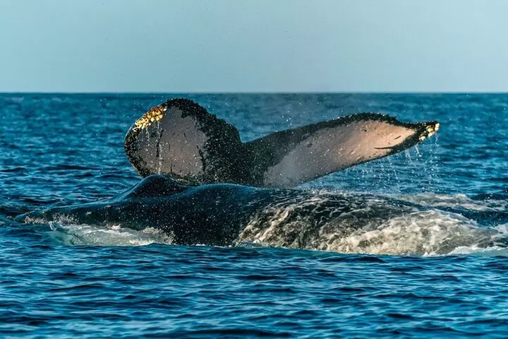 Eco-Raft Tour: Intro to Hawaiian History & Whale or Dolphin Watch