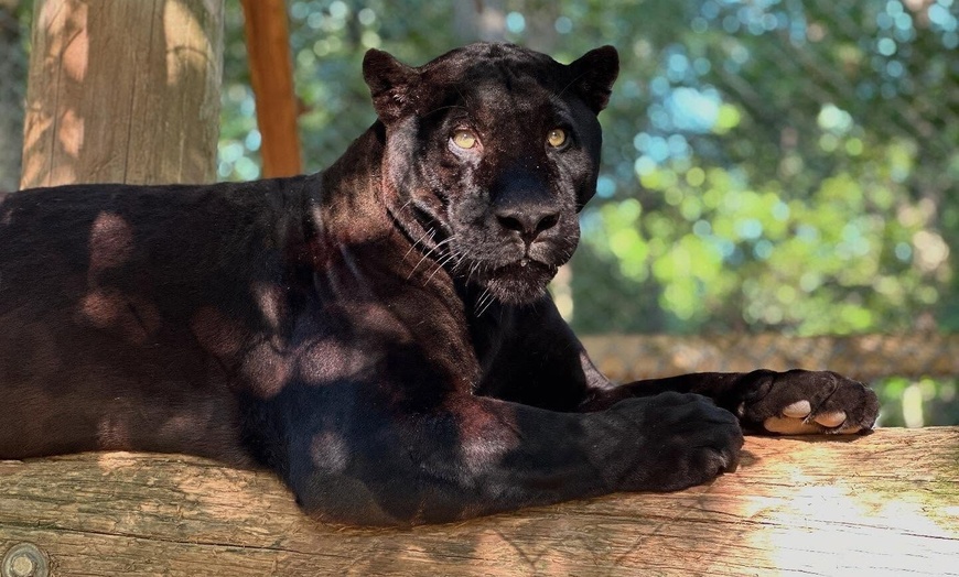 Image 5: $20 For A Zoo Admission, Wild Adventure Mini-Golf & Parakeet Jungle...