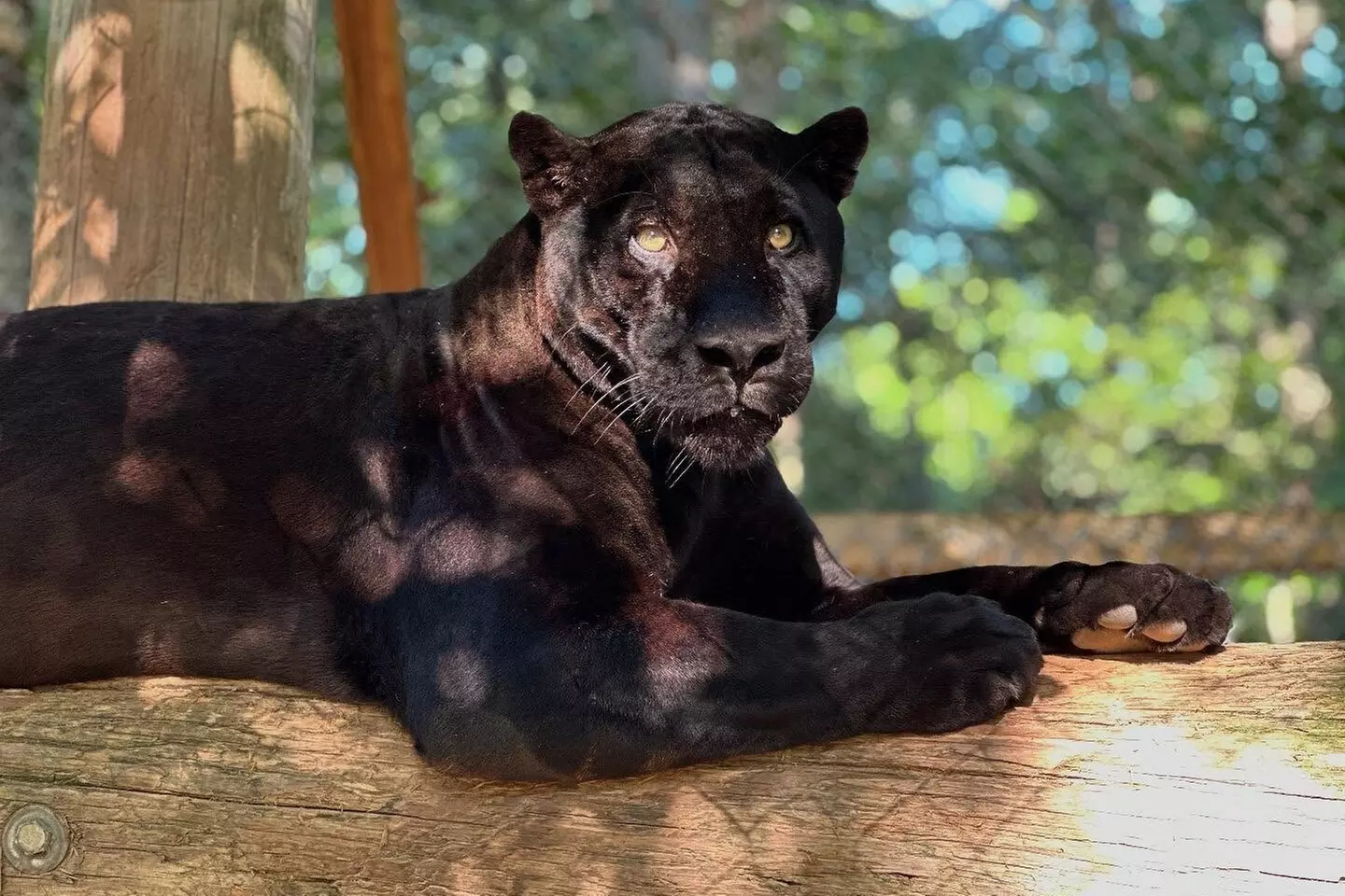 $20 For A Zoo Admission, Wild Adventure Mini-Golf & Parakeet Jungle...