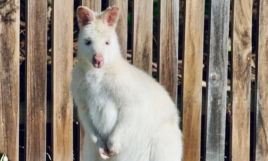 Image 14: Bruny Island Food & Wildlife Guided Tour with Coastal Views