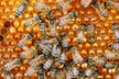 1-Hour Honey House Saturday Tour - Second Medium