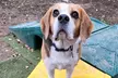 $20 For $40 Towards Any Day Care, Boarding Package, Transportation Or Spa Treatment - Second Medium