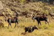 Woodland Park: 2 Hour Guided Wildlife Sunset UTV Tour - You Drive - Second Medium
