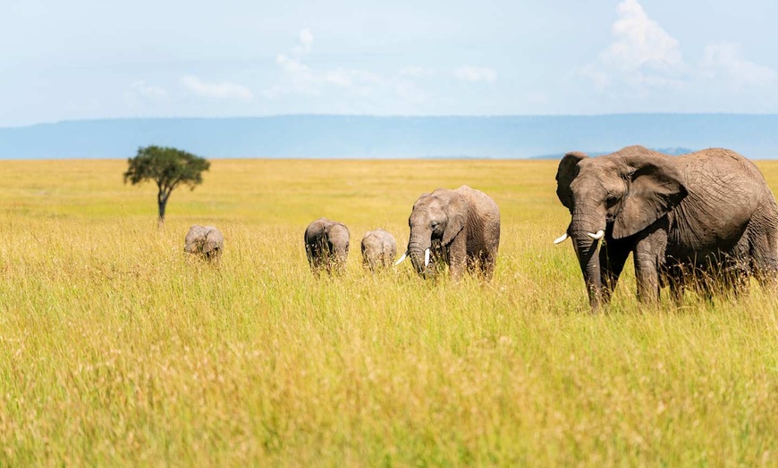 Image 7: ✈ KENYA | Nairobi - Safari nei Grandi Parchi del Kenya 3*, 7 notti ...