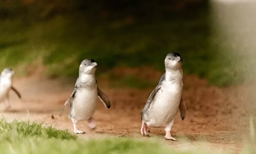 Image 1: Phillip Island Tour with Italian Guide