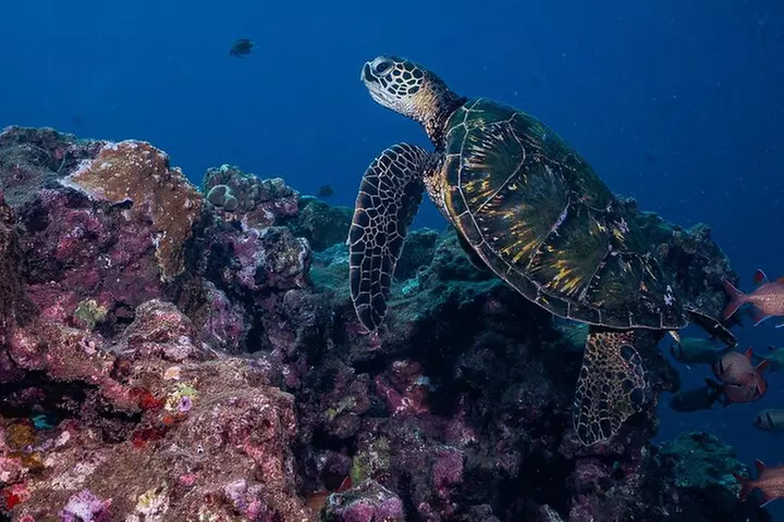 Discover Scuba Diving Class from Lahaina - Second Medium
