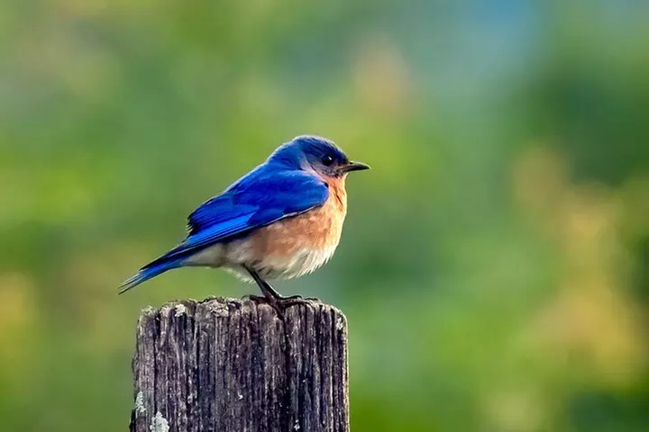 Great Smoky Mountains National Park Self-Guided Driving Tour