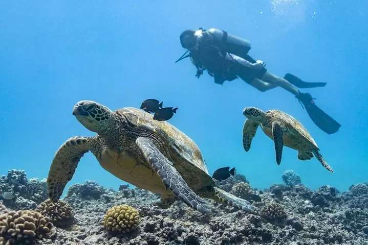 Incredibly Fun 2-Tank Coral Reef South Shore Boat Dive in Oahu from Waikiki - Primary Image