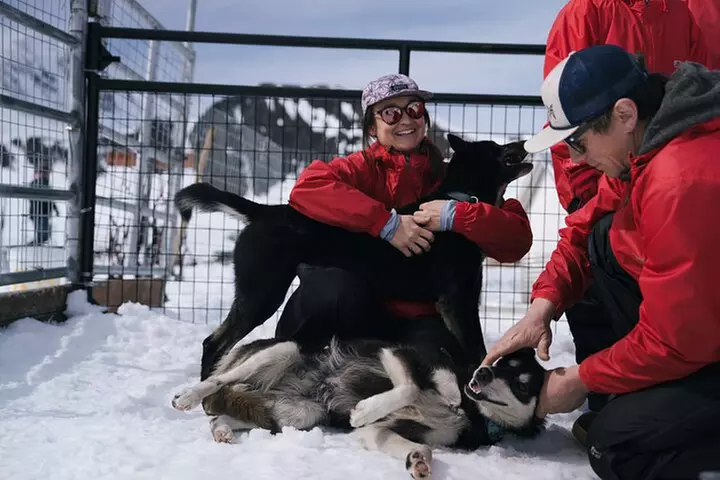 Anchorage Summer Glacier Dogsledding Tour