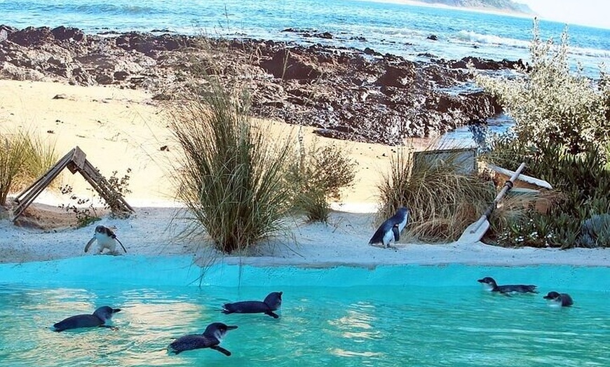 Image 1: Melbourne PRIVATE Penguin Tour Wildlife Tour-Gold Mines Town Tour