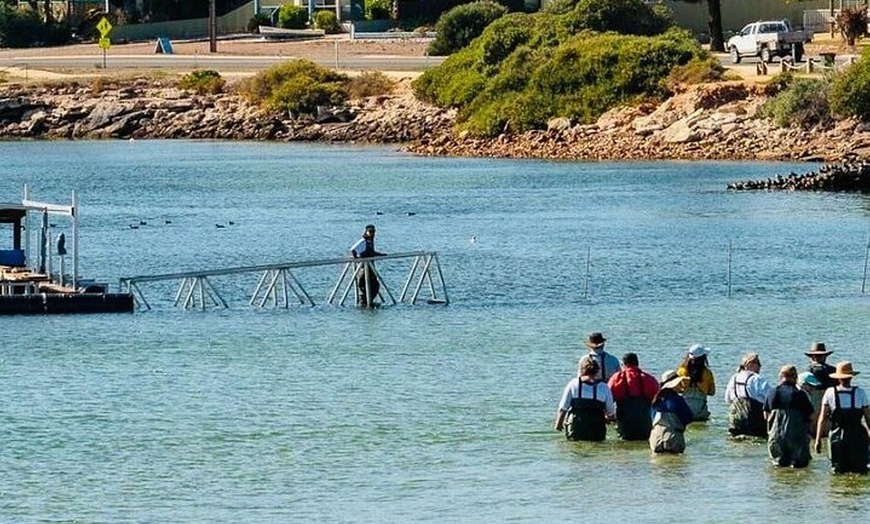 Image 5: Oyster Farm Tour with Hotel Pick-up and return from Port Lincoln
