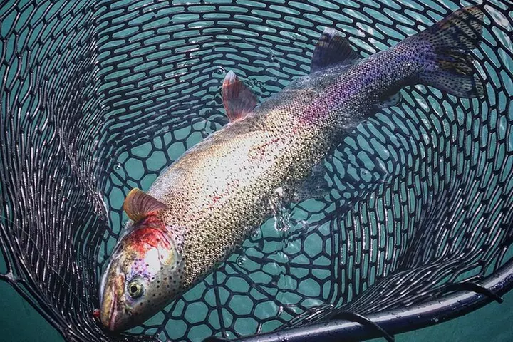 Kenai River | Rainbow Trout | Full Day Charter - Second Medium