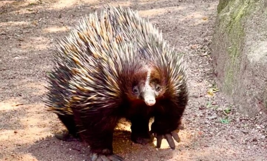 Image 7: Baby Animals, Boomerangs and BBQ Lunch