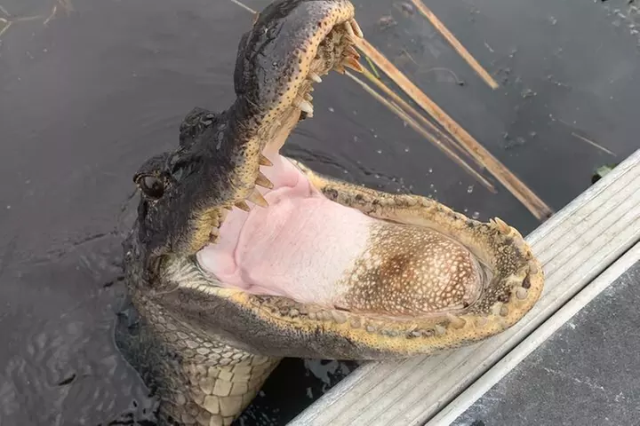 Airboat Swamp Tour with Transportation from New Orleans