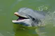 Family Friendly Dolphin Nature Kayak Tours in Hilton Head - Second Medium