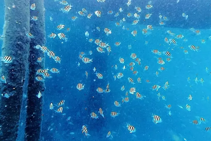2 ½ - Hour Guided Snorkel Tour of Phil Foster park, Free Videos!
