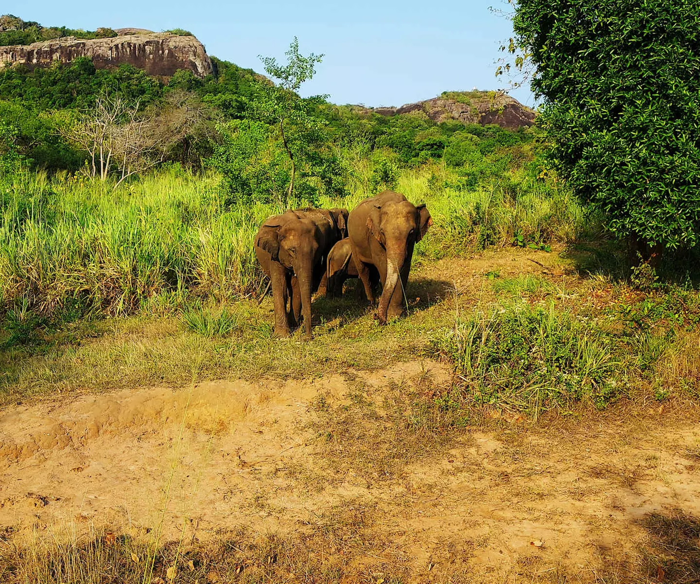 ✈ SRI LANKA | Colombo - Kultur und Entspannung in Sri Lanka 4*, 8 N...