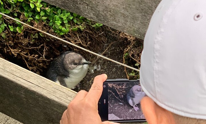 Image 12: Phillip Island Penguin Parade and Wildlife Tour from Melbourne