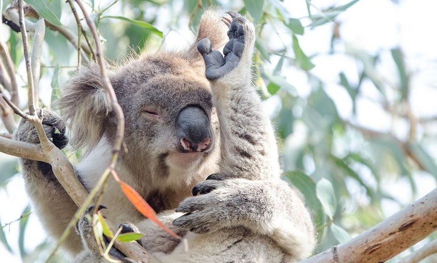 Image 8: Phillip Island Penguin Parade Day Trip with Koala Conservation Rese...