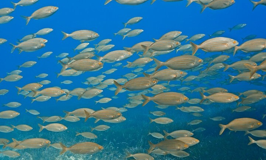 Image 2: Experiencia de buceo con instructor SSI en Cap Formentor