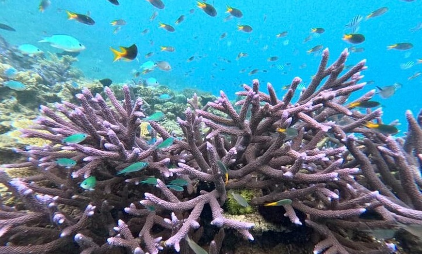 Image 8: Cairns Great Barrier Reef Snorkel and Flight Adventure