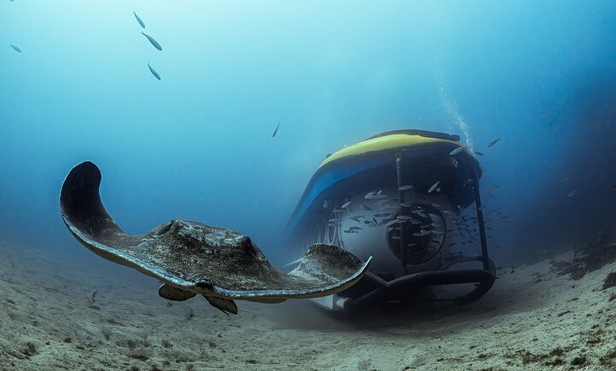 Image 7: Tour submarino Tenerife: una experiencia submarina de 1 hora