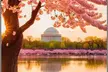 VIP Private Tour of Washington DC - Second Medium