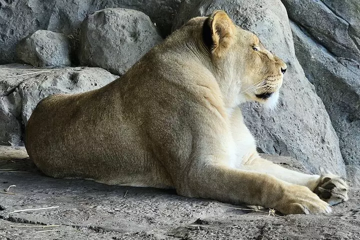 Lincoln Park Nature Museum & Zoo Private Walking Tour
