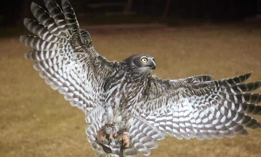 Image 12: Buderim Forest Flight Owl Encounter and Tour