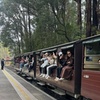 Image 10: Private Puffing Billy Steam Train and Healesville Sanctuary Tours