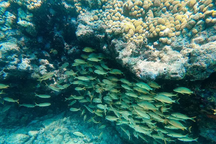Key West Reef Snorkel – Morning Mimosas or Afternoon Margaritas