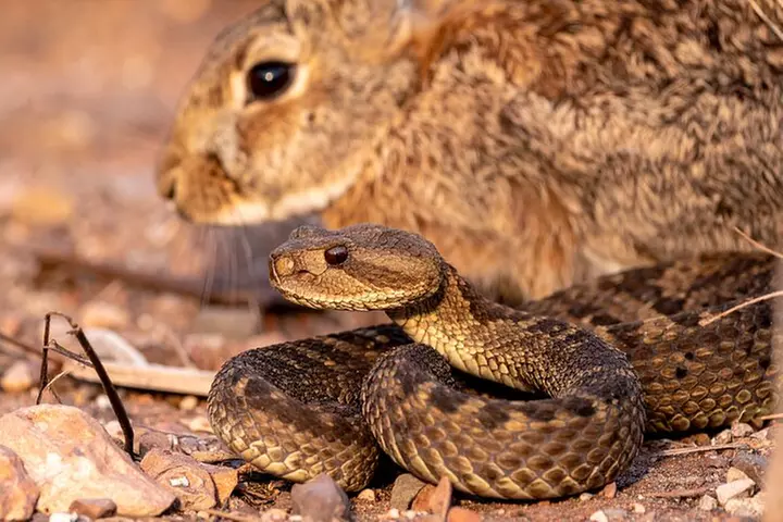 Magical Menagerie: A Creative Storytelling Adventure