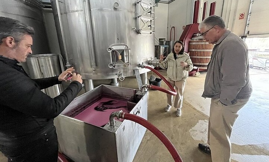 Image 22: Rioja Alavesa: Auténticas experiencias de vino