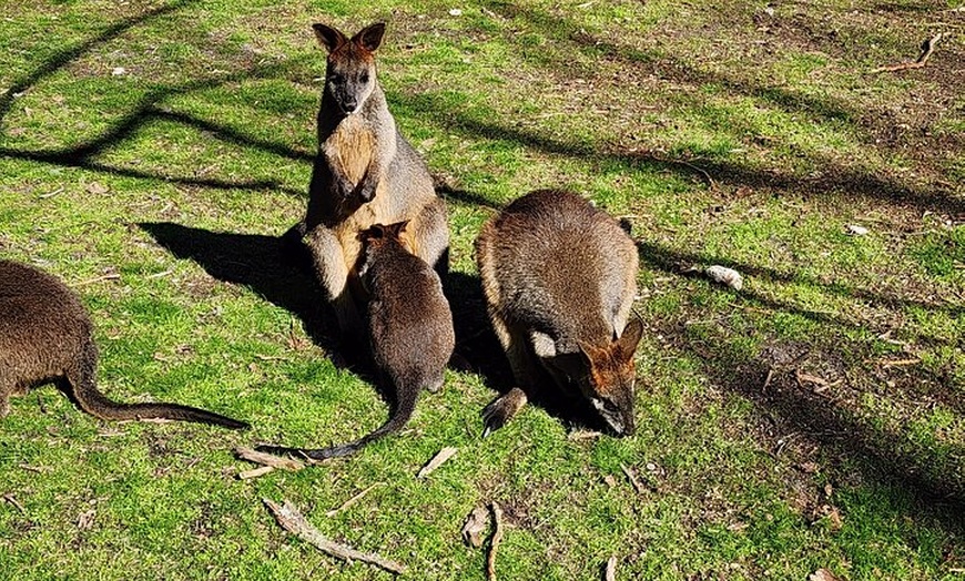 Image 4: Premium Adelaide Hills Full Day Shore Tour Cruise Port Pick-up