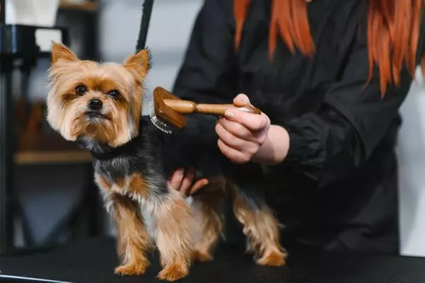 $20 Towards Basic Small Dog Grooming (Reg. $40)