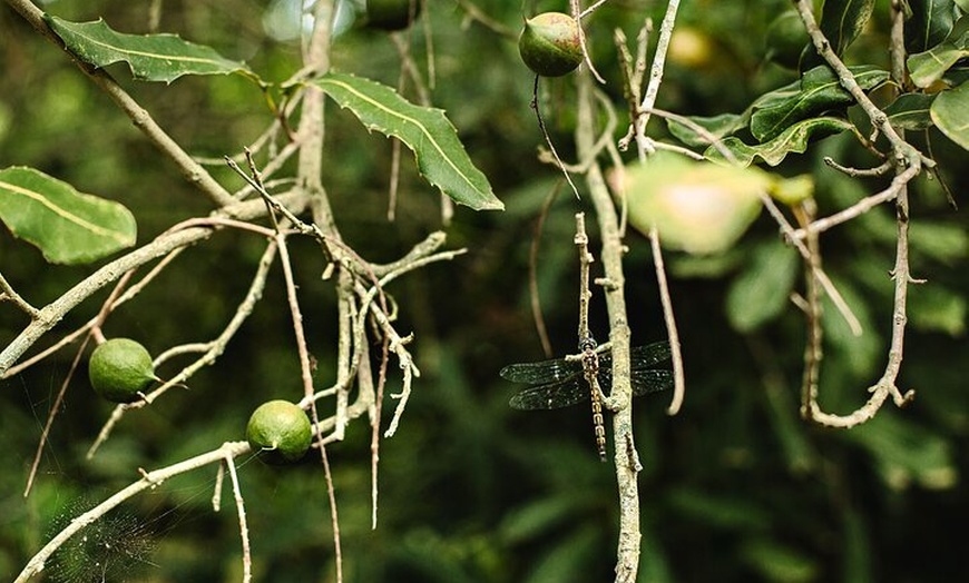 Image 8: Macadamias Australia Orchard Tour in Bundaberg