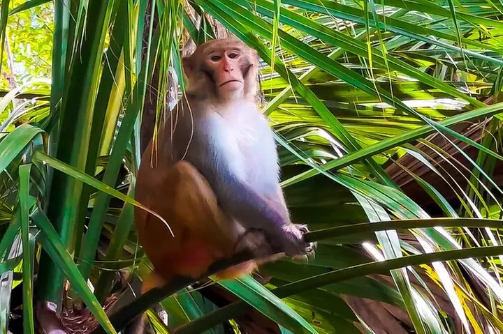 Silver Springs Manatee & Monkeys Paddle Board Tour