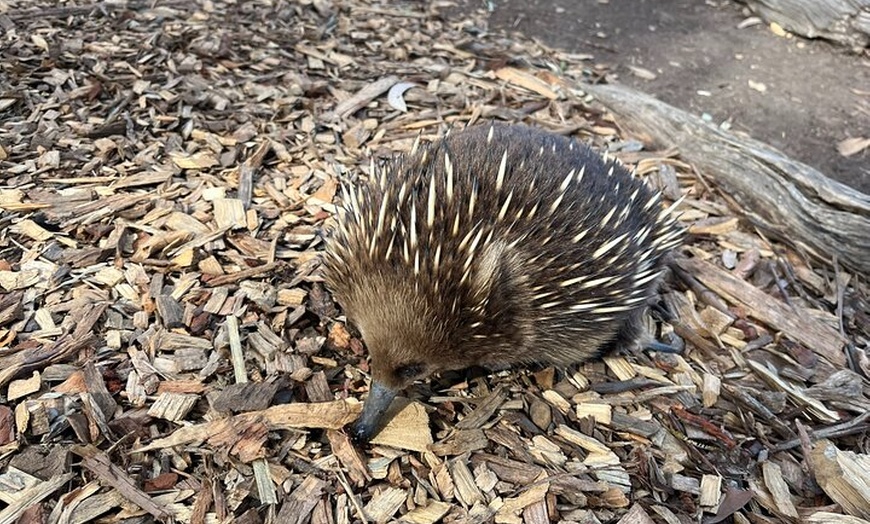 Image 4: Tasmanian Wildlife and Mountain Shore Excursion