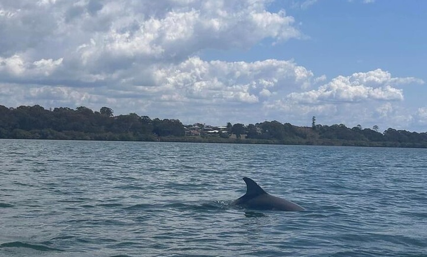 Image 5: Raby Bay Wildlife Kayak Tour