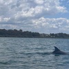 Image 5: Raby Bay Wildlife Kayak Tour